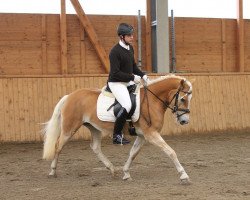 broodmare Gretha BE (Haflinger, 2012, from Staniero BE)