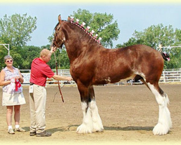 Deckhengst Madsen's Rising Tide (Clydesdale, 2007, von Cedarlane Baxter)