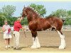 Deckhengst Madsen's Rising Tide (Clydesdale, 2007, von Cedarlane Baxter)