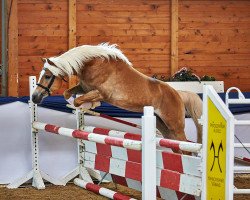 Deckhengst Noakley BE (Haflinger, 2017, von Nachtstolz)