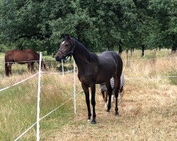 dressage horse Stute von D-Power AT / Durello (Westphalian, 2018, from D-Power AT)