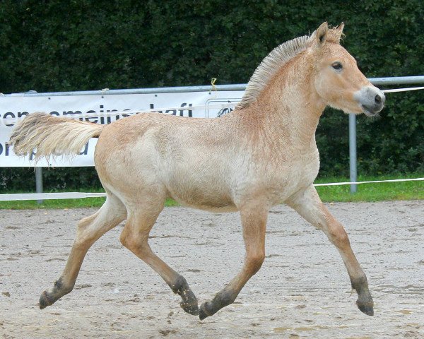 horse Dalwin (Fjord Horse, 2021, from Dexter)