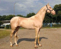 horse Asim (Akhal-Teke, 2005, from Serasker)