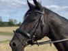 dressage horse Black Moonlight (German Riding Pony, 2013, from Top Berlin)