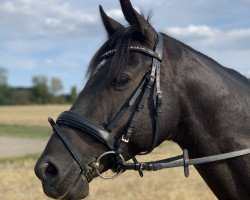 dressage horse Black Moonlight (German Riding Pony, 2013, from Top Berlin)