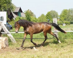 broodmare Pusteblume K (German Riding Pony, 2017, from Kastanienhof Cockney Cracker)