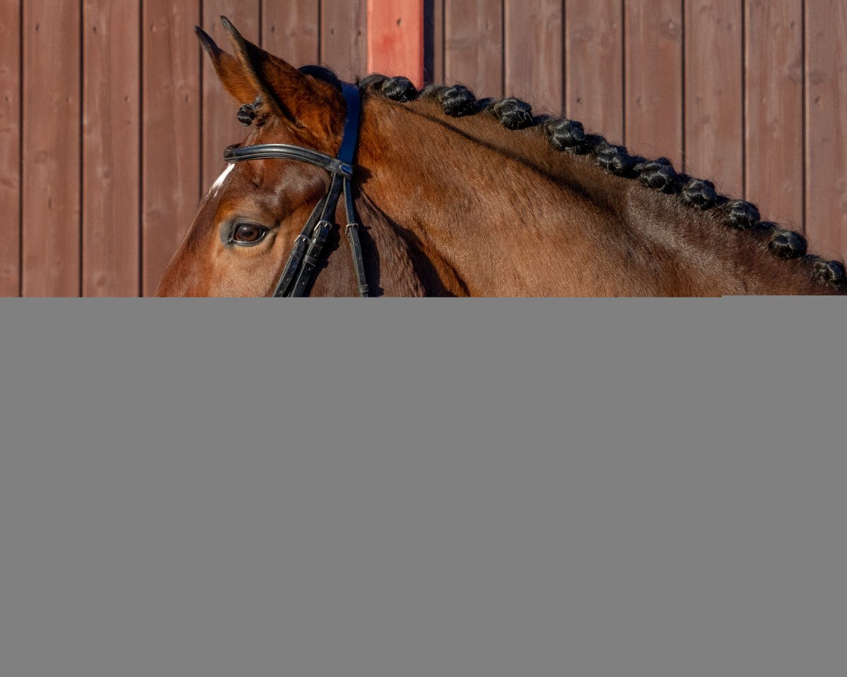 jumper Diane d'Elle (Holsteiner, 2011, from Quick Orion d'Elle 189 FIN)