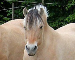 broodmare Skjörla (Fjord Horse, 2005, from Sogneblakken)