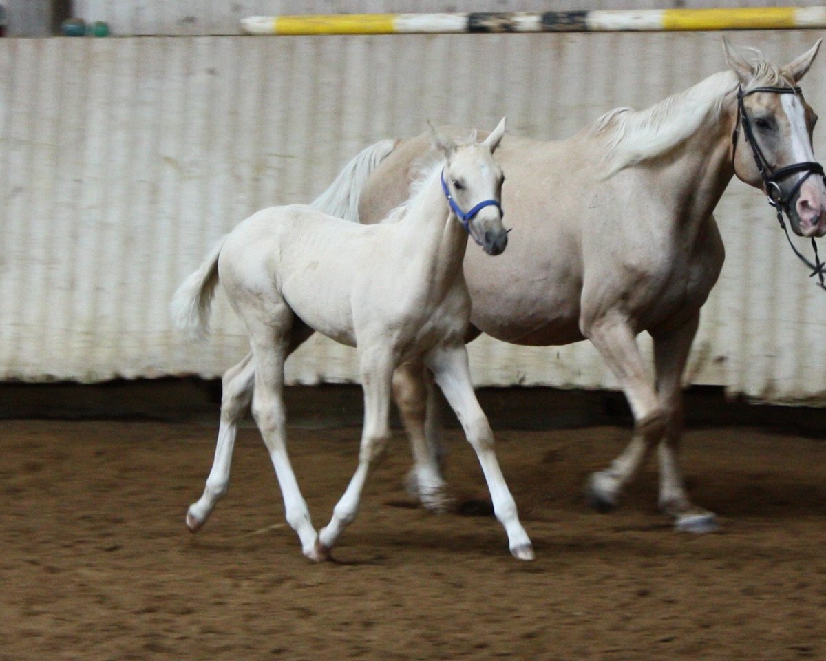 dressage horse Meggie Kinska (Kinsky horse, 2019, from Quantar MD)