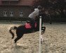 jumper Polly 380 (Polly Pocket) (German Riding Pony, 2003)