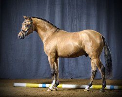 Dressurpferd Chili Pepper (Deutsches Reitpony, 2015, von Kastanienhof Cockney Cracker)