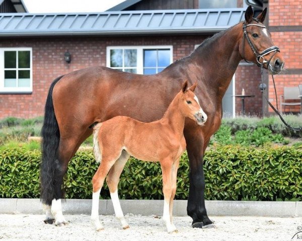 Zuchtstute Zariska (KWPN (Niederländisches Warmblut), 2004, von Stedinger)