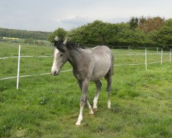 broodmare Samara x (Anglo-Arabs, 2018, from Papellito xx)