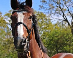 broodmare Nora (Holsteiner, 2007, from Nekton)