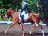 dressage horse Quentin 134 (Hanoverian, 2012, from Quaterhall)