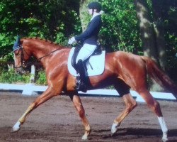 dressage horse Quentin 134 (Hanoverian, 2012, from Quaterhall)