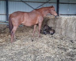 dressage horse Pride (KWPN (Royal Dutch Sporthorse), 2020, from Indian Rock)