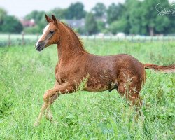 dressage horse Oilily (KWPN (Royal Dutch Sporthorse), 2019, from Jerveaux de Baian)