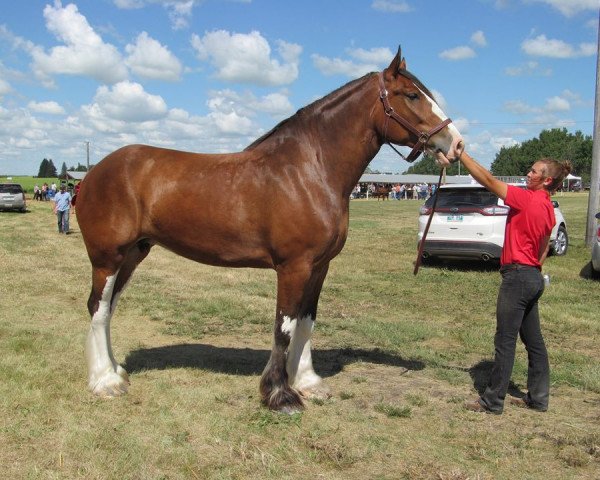 horse Madsen's Abbey (Clydesdale, 2013, from Willow Way Lance)