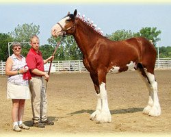 horse Madsen's Ouray Lincoln (Clydesdale, 2008, from Cedarlane Ouray Warrior)