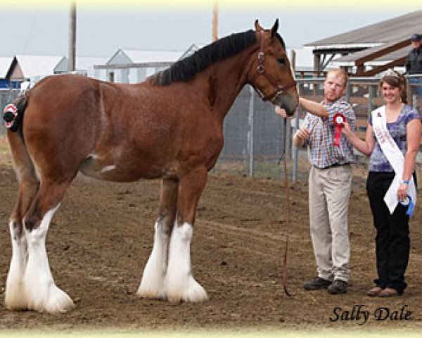 Pferd Madsen's Kia (Clydesdale, 2007, von Cedarlane Baxter)