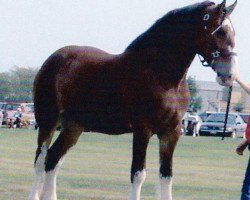 Zuchtstute Madsen's Queen of Fashion Kiwi (Clydesdale, 1999, von Fair Chance Banjo)