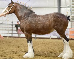 horse Madsen's Grandview Valerie (Clydesdale, 2012, from Cedarlane Ouray Warrior)