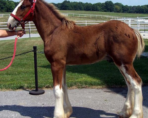 horse Belleau W.S. JD (Clydesdale, 2013, from Priest Lake Perfection)