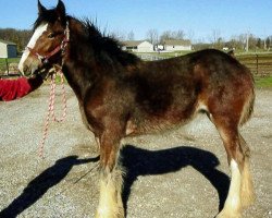 horse Alyce Belleau Perfection (Clydesdale, 2014, from Priest Lake Perfection)