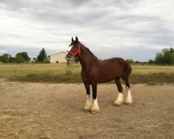 Zuchtstute Macqueen Kim (Clydesdale, 2004, von Lord Seaton)