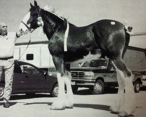 Deckhengst S B H Sultan (Clydesdale, 1998, von Greendykes Clinton)