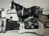 Deckhengst S B H Sultan (Clydesdale, 1998, von Greendykes Clinton)