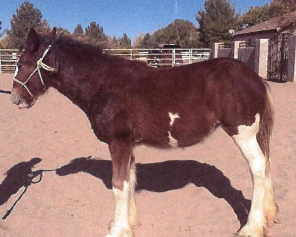 horse Mackayla's Sweetie (Clydesdale, 2015, from S B H Sultan)