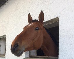 jumper Carlo 511 (Hanoverian, 2015, from Comte)