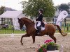 dressage horse Dacapo P (Hanoverian, 2006, from Donee)