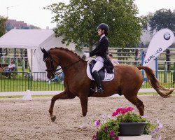 dressage horse Dacapo P (Hanoverian, 2006, from Donee)