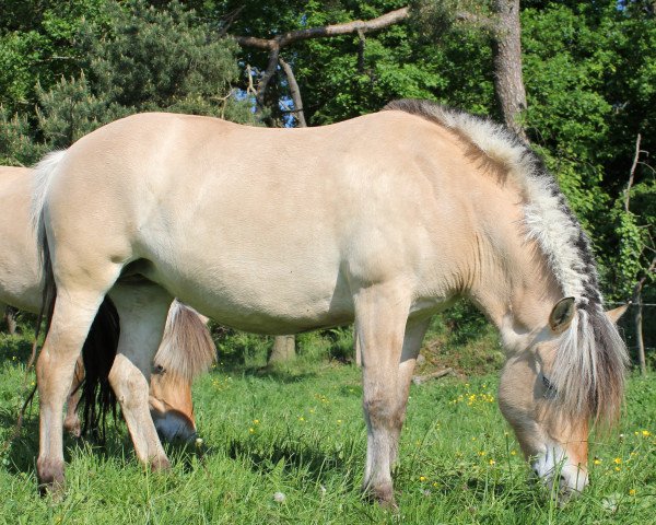 Pferd Alanis Morissette (Fjordpferd, 2012, von Irving)