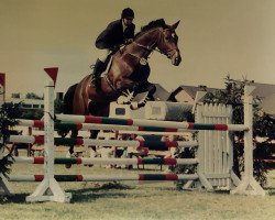 Pferd Tausendschön (Trakehner, von Memelruf)