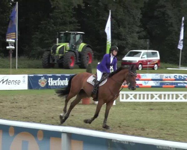 FEI Reitturnier Steinhagen (GER) 2015