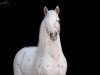 stallion Clever Red Spot van de Immetjeshoeve (Nederlands Appaloosa Pony, 2009, from Two Spot v. d. Immetjeshoeve)