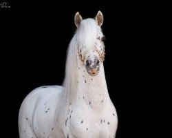 stallion Clever Red Spot van de Immetjeshoeve (Nederlands Appaloosa Pony, 2009, from Two Spot v. d. Immetjeshoeve)