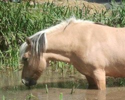 horse Sambuca (Fjord Horse, 2009, from Irving)