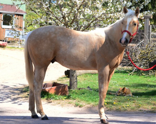horse BJ Kings Royal Pine (Quarter Horse, 2019)