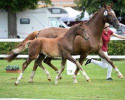 broodmare Lafee (German Sport Horse, 2008, from Lauries Crusador xx)