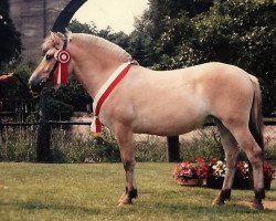 broodmare Momo (Fjord Horse, 1989, from Heino F 78)