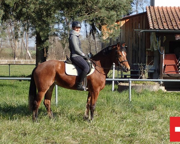Pferd Daphne (Freiberger, 2016, von Horlando)
