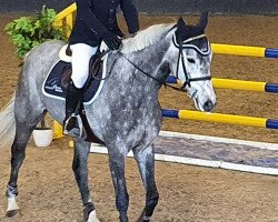 jumper Lady Levis hgl (Oldenburg show jumper, 2015, from Levisonn 208 FIN)