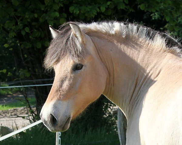 horse Rapunzel (Fjord Horse, 2015, from Kjartan)