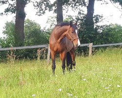 jumper Franceska S (Hanoverian, 1999, from Falkenstern II)