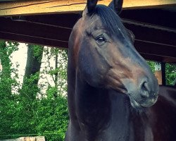 dressage horse Brentino (Oldenburg, 2013, from Bretton Woods)